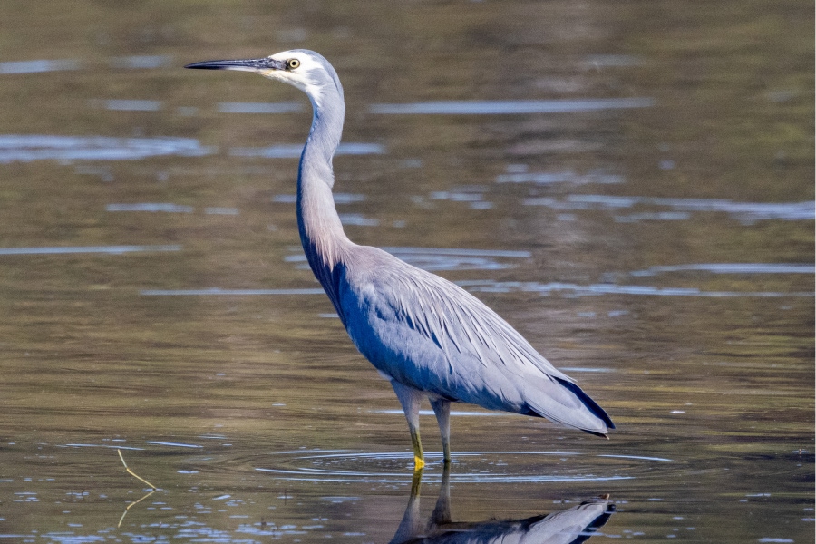 White-faced heron standing in shallow water with its reflection visible on the surface.