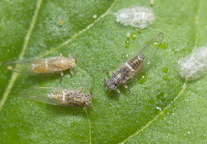 Figure 1: Adult TPP on plant leaf. Adult psyllids jumping from foliage when disturbed