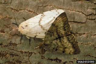 Figure 2: Adult Asian spongy moths (male is dark-coloured, female is light-coloured) 2 Asian spongy moths resting on the bark of a tree.