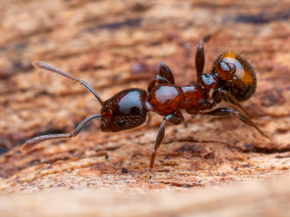 A single, mostly red-brown ant in closeup.
