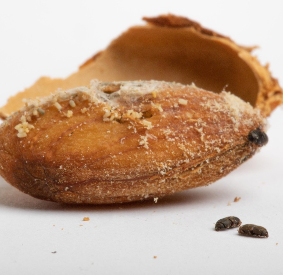Cracked open almond suffering from brown rot
