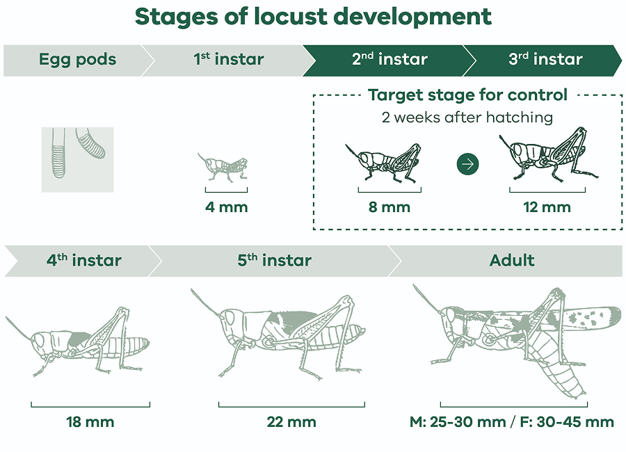 Locust development progresses from egg pods through five instar stages to adulthood. Locusts grow from 4 mm at first instar to 8 mm at second, 12 mm at third, 18 mm at fourth and 22 mm at fifth instar. The second and third instars, about two weeks after hatching, are the target stages for control. Adults reach 25–30 mm for males and 30–45 mm for females.