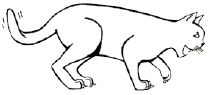 Sketch of cat ready to pounce, tail flicking, teeth barred, whiskers forward