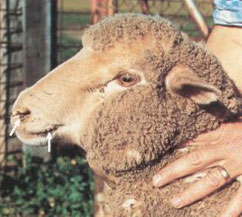 A ewe showing scabs at the corner of its mouth