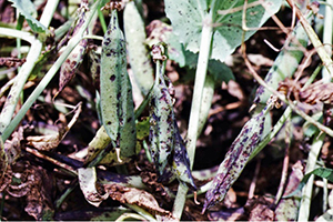 Photo of leaves and pods with dark-brown flecks and lesions