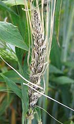 Alt: Photo of an ear of barley whose florets have been replaced by dark brown spores.