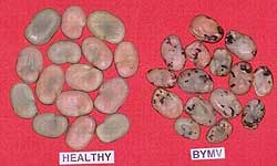 Photo of healthy faba bean seeds next to smaller infected beans covered in black spots