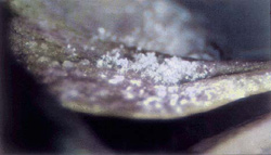 Undersurface of a leaf with clusters of white powdery spores