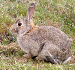 Wild rabbit sitting in grass