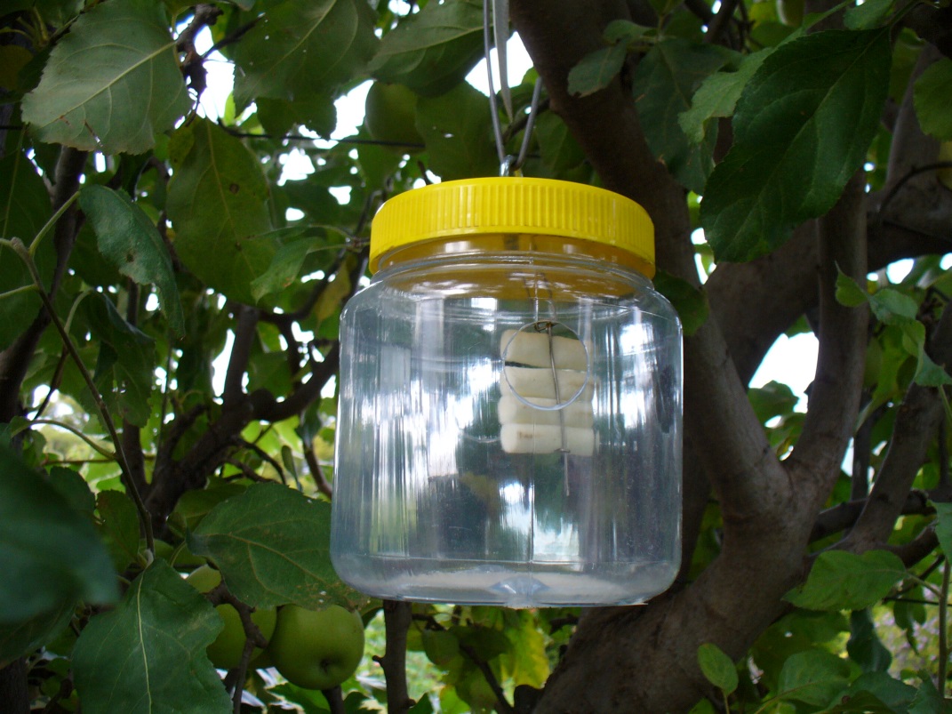 make your own fly trap
