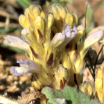 Branched broomrape with branched yellow fleshy stem, small brown leaves and pale purple tubular flowers