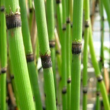 Stems with black sheaths and reduced leaves at the nodes.