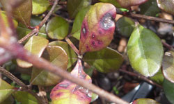 Lophomyrtus leaves with purple-brown bruise-like lesions and yellow spores