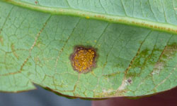 Underside of a strawberry gum leaf with an orange-brown lesion and spores