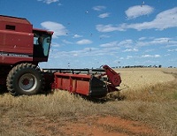 Red harvester in middle of field