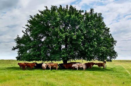 A herd of cows under a tree in a paddock.