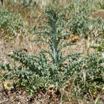 Green plant of Illyrian thistle