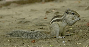 Bushy tailed squirrel eating 