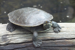 Grey turtle with webbed feet