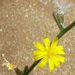 Yellow flower of the skeleton weed