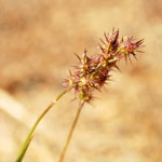 Flowering heads of Spiny burr grass