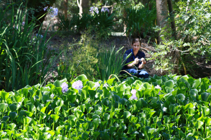 Lilac flowers of water hyacinth with Agriculture Victoria officer sitting in front
