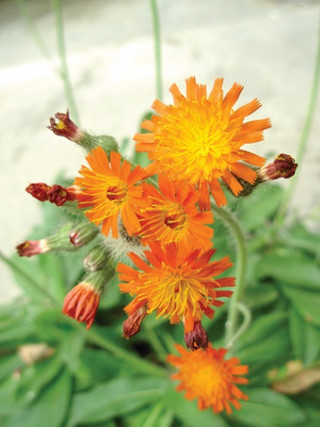Orange flowers of hawkweed