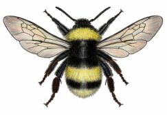 Large earth bumblebee Bombus terrestris male drone