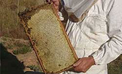 Beekeeper holding frame with comb of honey ready for extracting