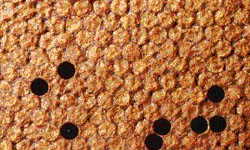 Healthy capped brood (pupae). Note the regular brood pattern, even appearance and convex caps 