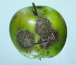 Apple with severe lesions