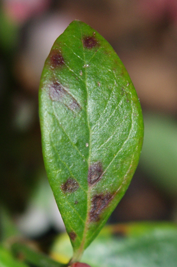 Rust-coloured lesions on the upper leaf surface