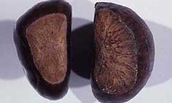 A healthy chestnut next to unhealthy chestnut with discolouration, veins visible throughout the nut and cream-coloured tissue