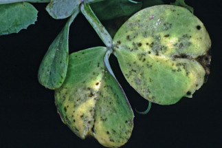 Upper leaf surface of field pea infected with downy mildew has greenish-yellow to brown blotches but no grey spore masses