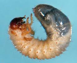Redheaded cockchafer larva