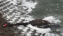 Dead black swan on the bank of a body of water