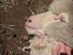 Young sheep with grass seeds stuck in the fold of skin under the chin above the fleece line 