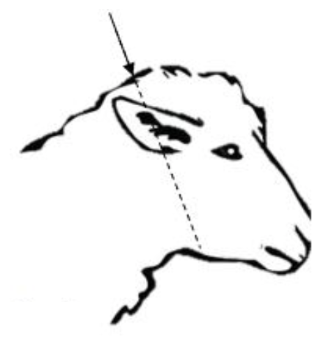 Diagram showing the position the bullet needs to go from top of head aiming behind the poll in line with the animal's muzzle to humanely kill