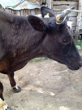 Black cow with lumpy skin around its neck.