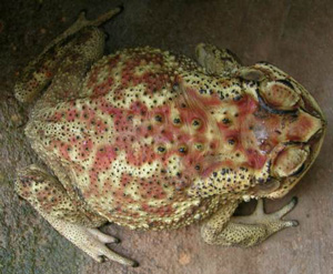 Yellow toad with black bumps and redish brown colouring throughout it's back