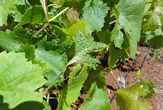 Closeup of herbicide affected vines.