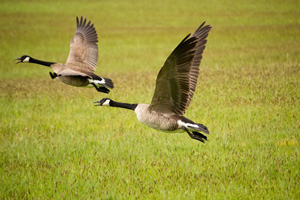 2 geese flying over grassland with wings outstretched