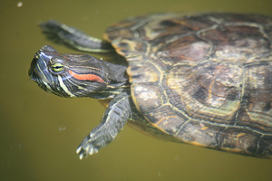 Turtle floating in water, distinctive red stripe on side of head/neck area. Dark green shell with yellow and black markings