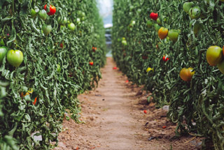 A row of tomato plants with ripening fruit