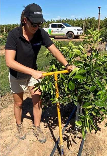 Worker taking an augured soil sample in an young citrus orchard from the tree row, in between the driplines