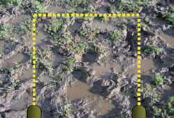 Bare area of paddock ground with 1m yellow dotted square