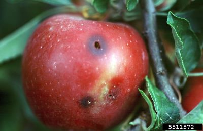 Shallow brown entry holes or 'stings' on apple from codling moth larvae burrowing into the skin.