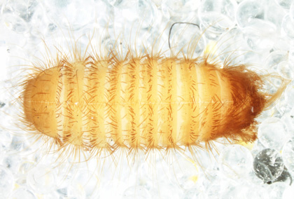 Khapra beetle larvae as described in previous text