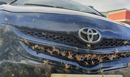 Hundreds of plague locusts stuck in radiator grill of car