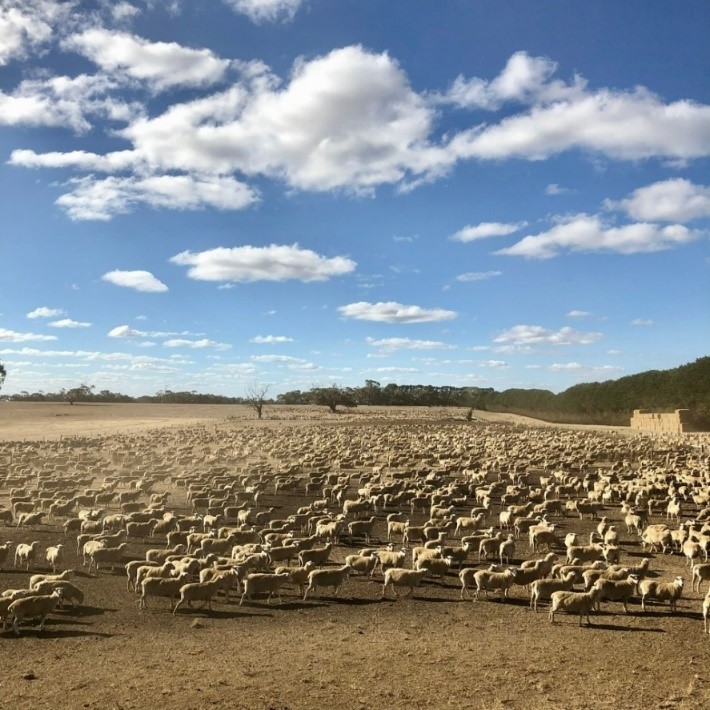 6500 ewes in stock containment with blue sky